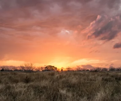 background_Texas